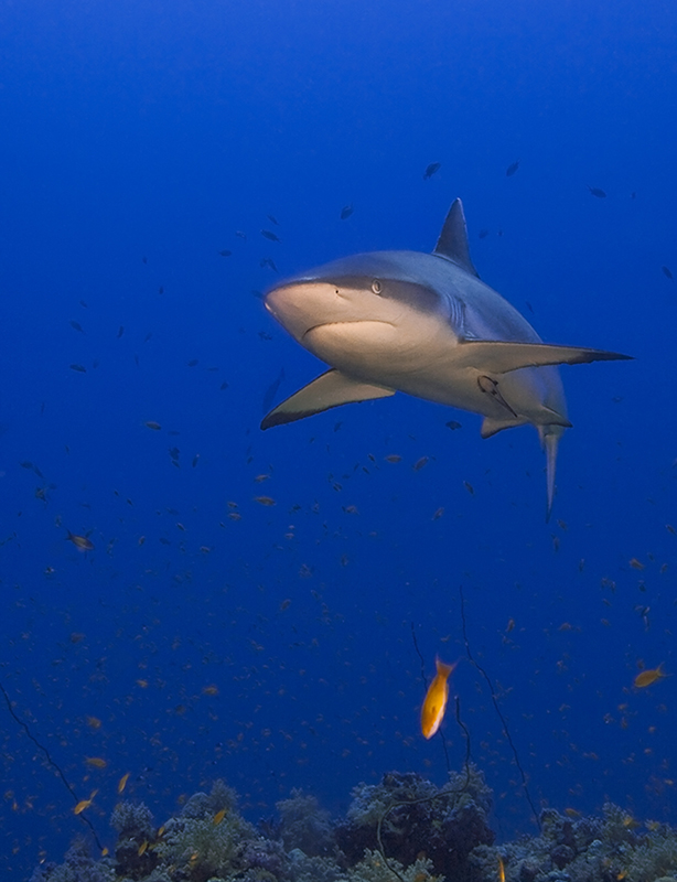 037 ZD6X8004.jpg
