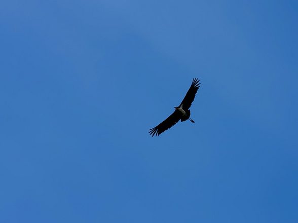 _MG_1884 copy.jpg