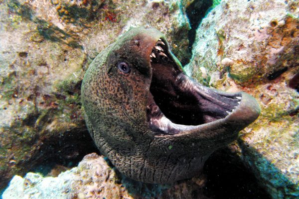 Murena 4