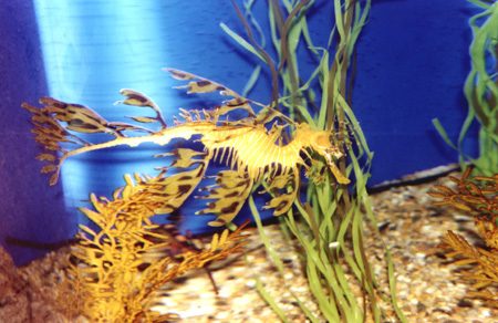 28 - Seadragon