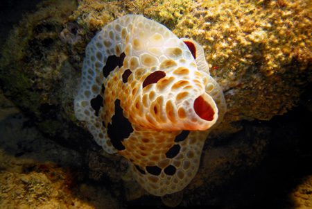 Plevrobranhus