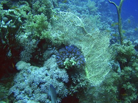Coral 3