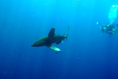 Shark 7