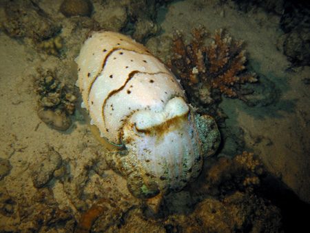 Karakatica 2