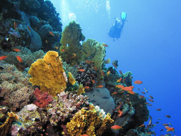 Coral turbinarija