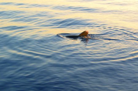 Shark 1
