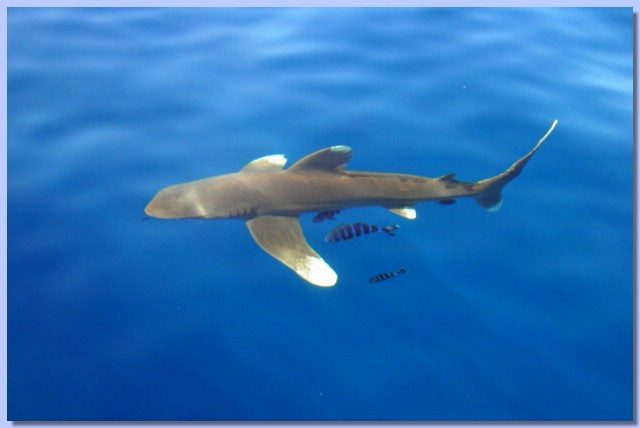 Shark 2.jpg