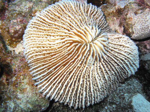 Coral gribovidnij