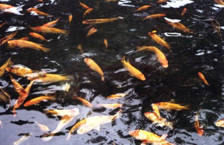 30 - Fish