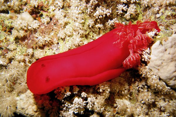 Spanish Dancer 1