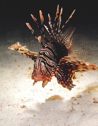 Linefish 1