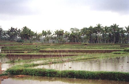 43 - Rice Field