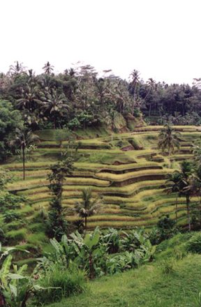 47 - Rice Field