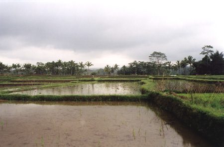 41 - Rice Field