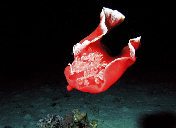 Spanish Dancer 2