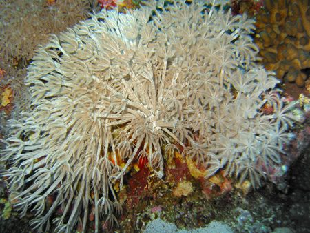 Coral xlistoobraznij