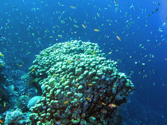 Coral poristij 1