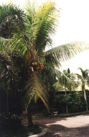 29 - Coco