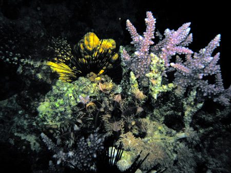 Coral night
