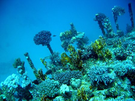 Coral wreck