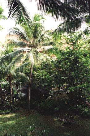 01 - Palm