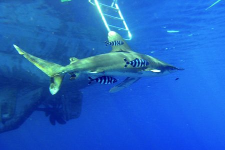 Shark 5