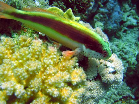 Fish 8