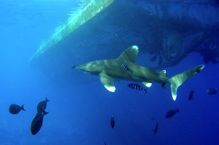Shark 4