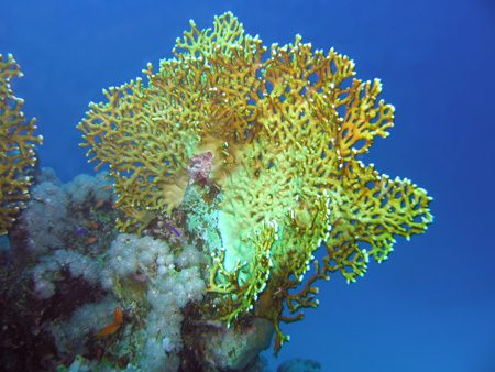Coral setchatij