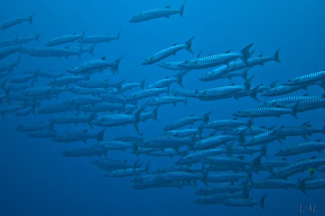 026 17CRW_3856.jpg