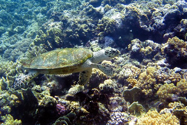 Turtle 2