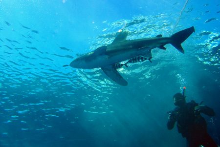 Shark 6