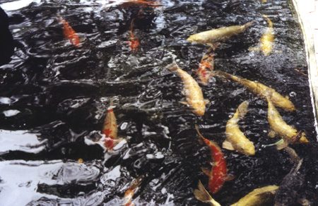 20 - Fish