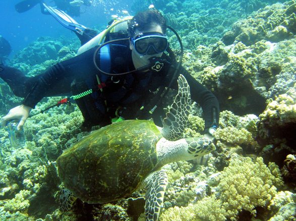 Turtle 3