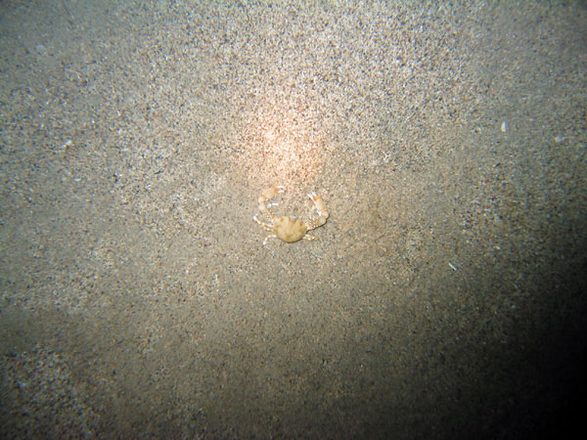 75