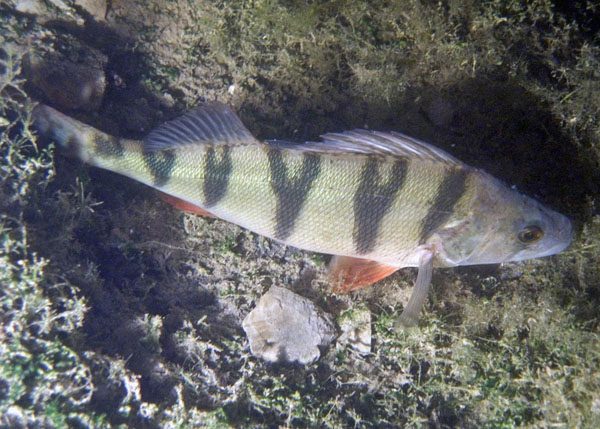 CRW_4644