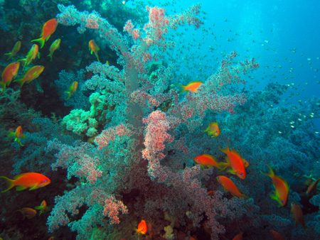 Coral 5