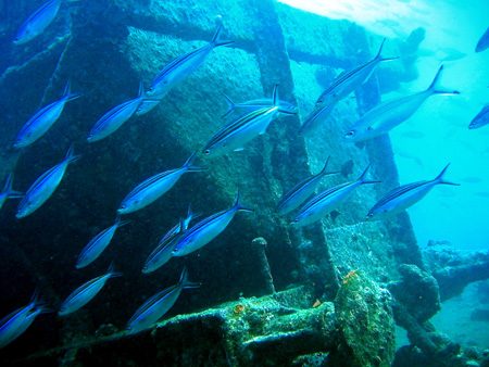 Tistlegorm 1