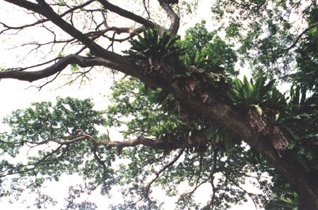 43 - The Big Tree