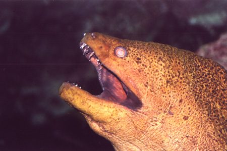 27 - Moray Eel