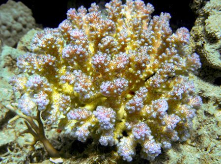Ezikoobraznij coral