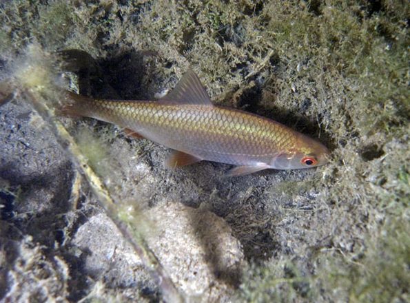 CRW_4683