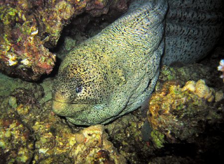 Murena 1