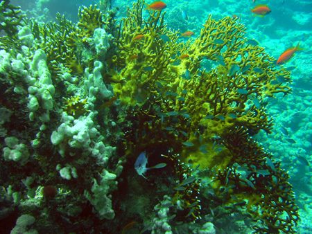 Coral 2