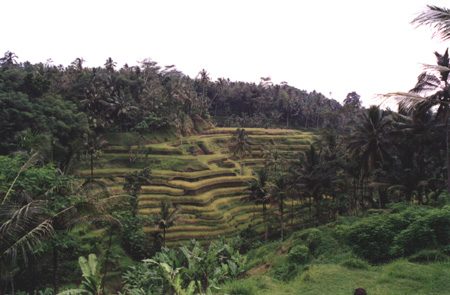 45 - Rice Field