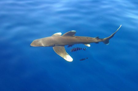 Shark 2