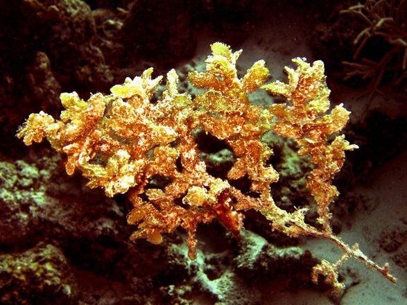 CRW_1243.jpg