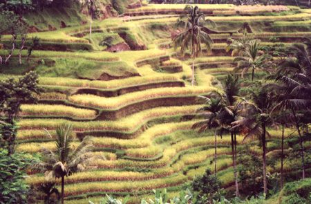 46 - Rice Field