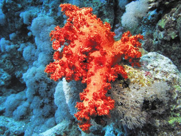 Coral dendroneftija