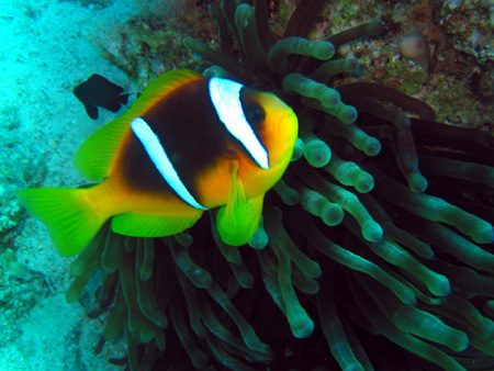 Anemone fish 1
